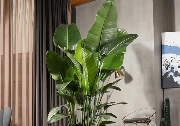 天堂鸟绿植怎么养