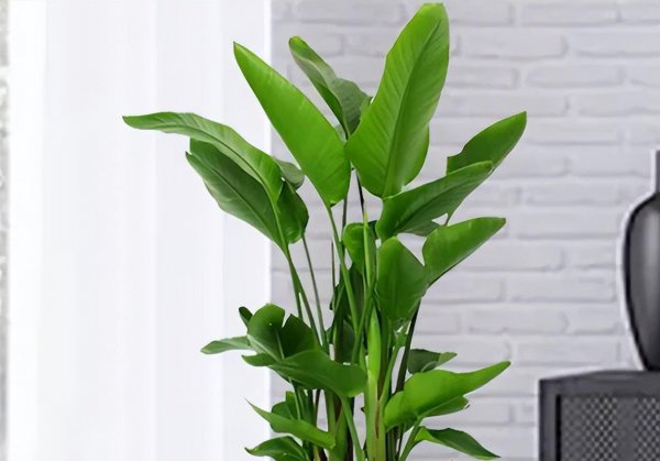 天堂鸟绿植怎么养