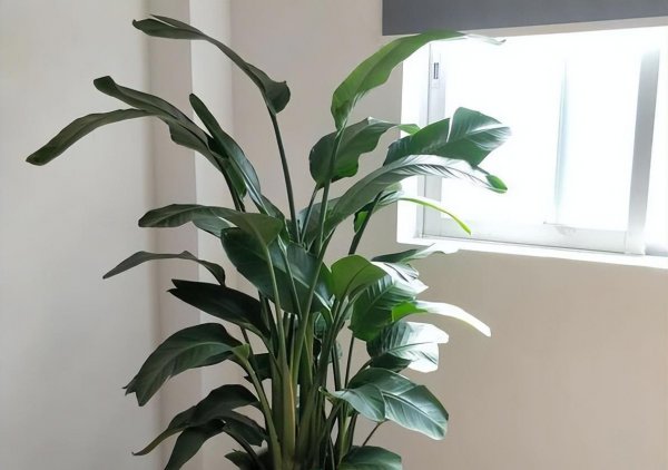 天堂鸟绿植怎么养