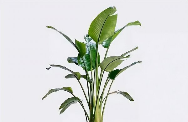 天堂鸟绿植怎么养