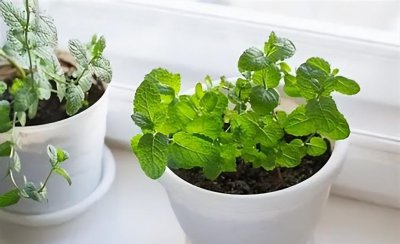 驱蚊植物有哪些品种 五款好用的驱蚊植物介绍