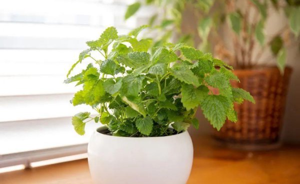 驱蚊植物有哪些品种