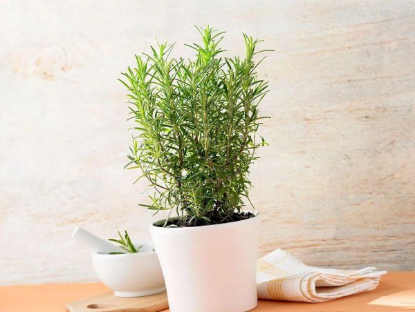 驱蚊植物有哪些品种