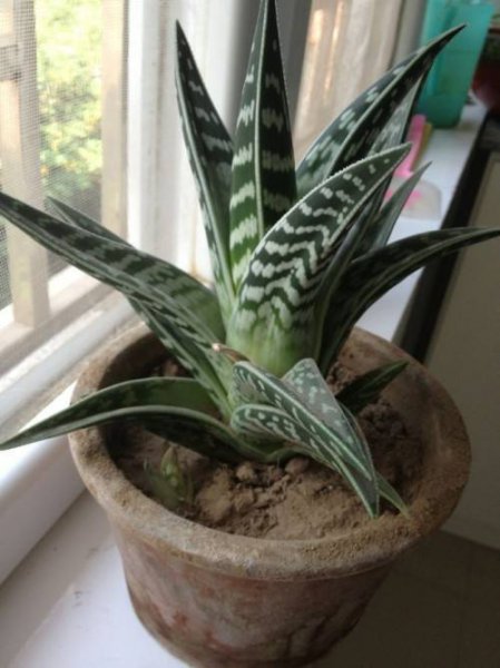 芦荟品种有哪些