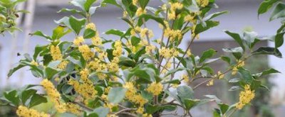 桂花盆栽如何养护 桂花树养护与管理方法