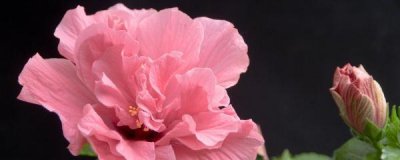 盆栽木槿花怎么养 木槿盆栽的养护知识