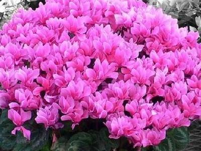 仙客来盆栽应该怎么养