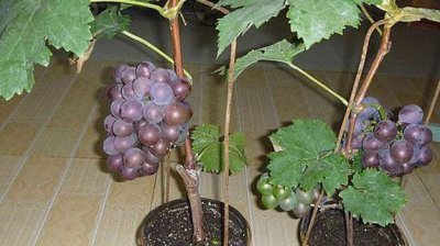 盆栽葡萄树怎么养 有关葡萄种植技术和时间