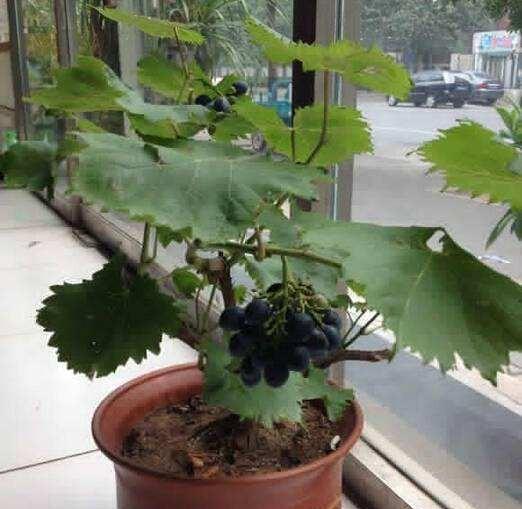 盆栽葡萄树怎么养