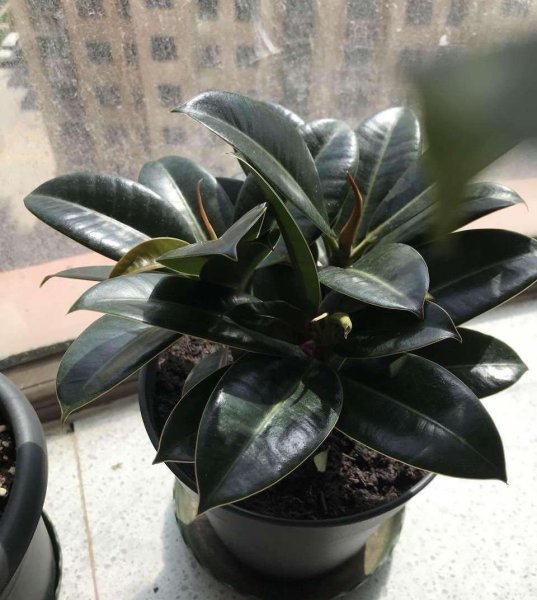 盆栽橡皮树怎么养