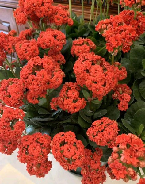 怎样让长寿花快速长花苞