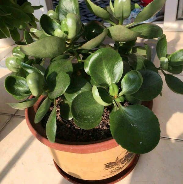 怎样让长寿花快速长花苞