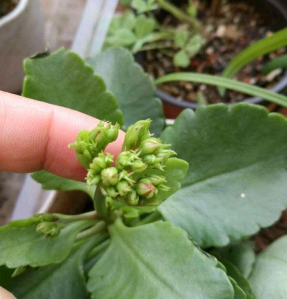 怎样让长寿花快速长花苞