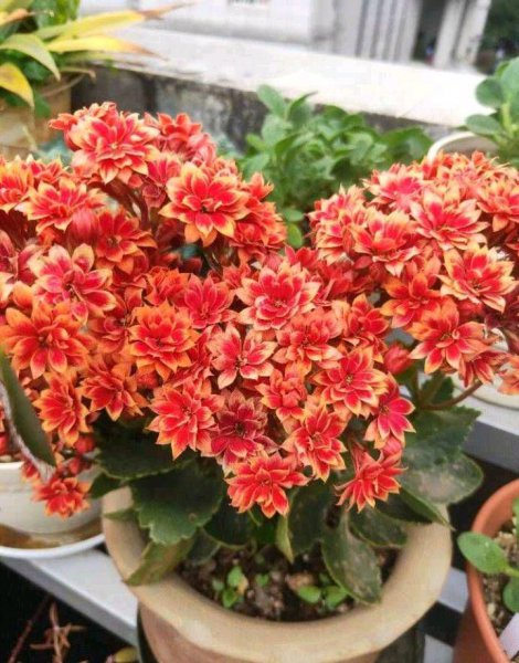 怎样让长寿花快速长花苞