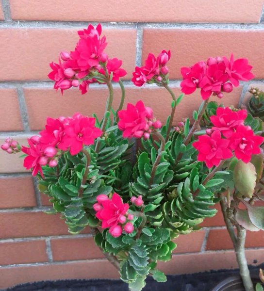 怎样让长寿花快速长花苞