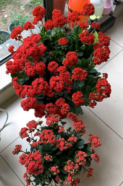 怎样让长寿花快速长花苞