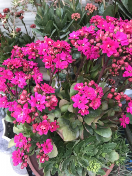 怎样让长寿花快速长花苞