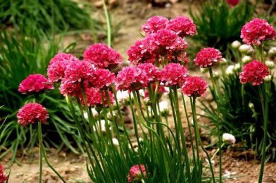 宿根花卉有哪些品种 盘点十种常见的宿根花卉