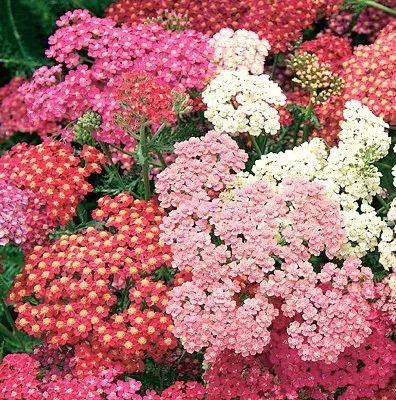 宿根花卉有哪些品种