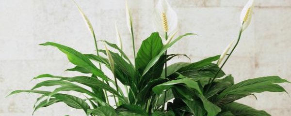 白掌花怎么养活
