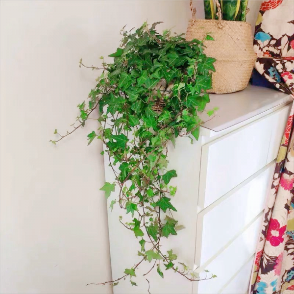 好养的花卉有哪些
