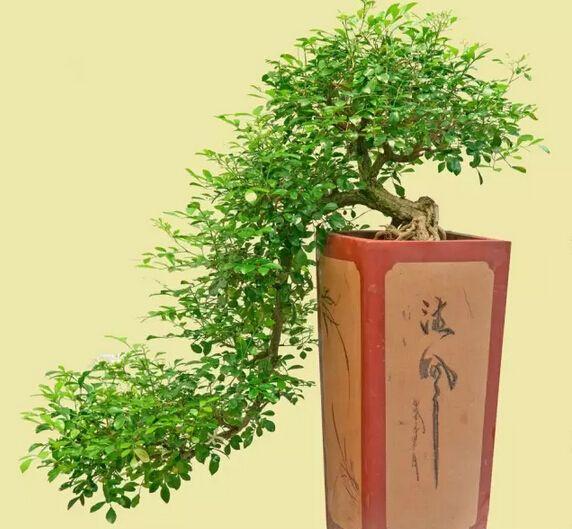 九里香盆景怎么修剪