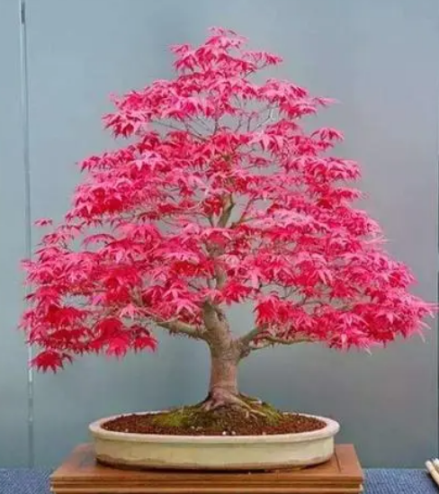 红枫盆景怎么养