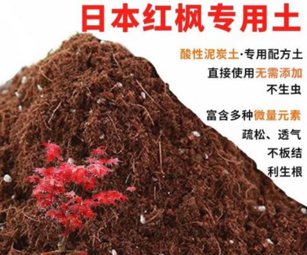 红枫盆景怎么养