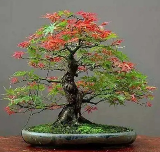 红枫盆景怎么养