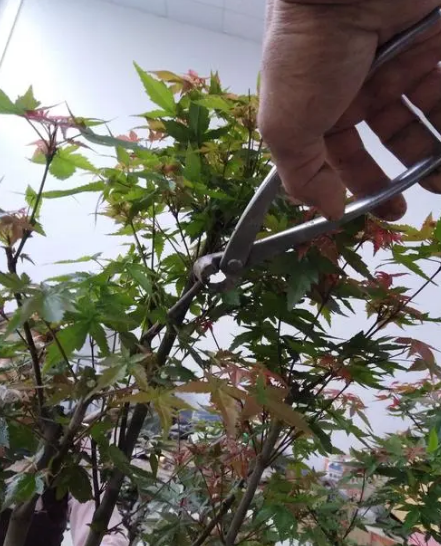 红枫盆景怎么养
