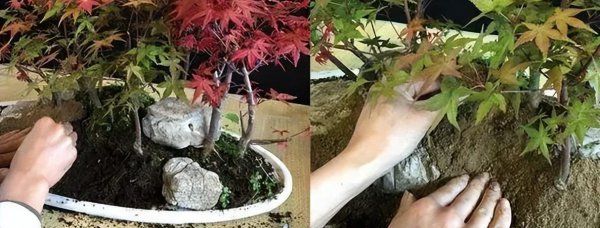 红枫盆景怎么养