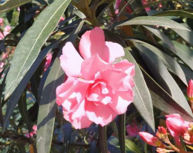 种花养花常识有哪些 了解盆栽养花知识大全
