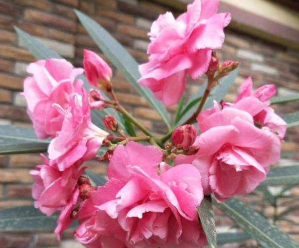 种花养花常识有哪些