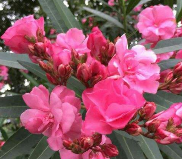 种花养花常识有哪些