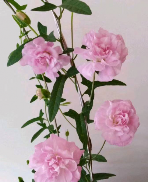 种花养花常识有哪些