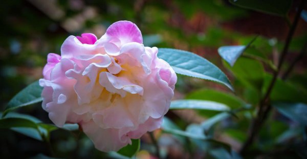 种花养花常识有哪些