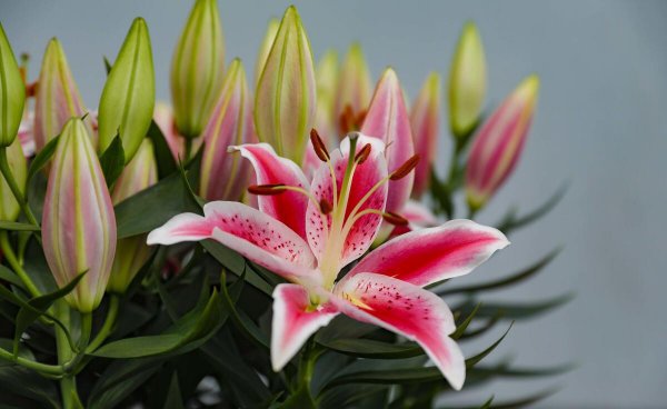 种花养花常识有哪些