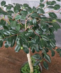 茶花盆栽怎么养 详解茶花的养护要点