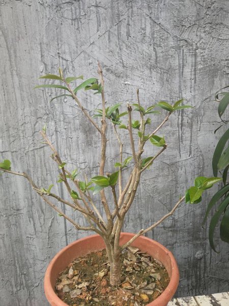 茶花盆栽怎么养