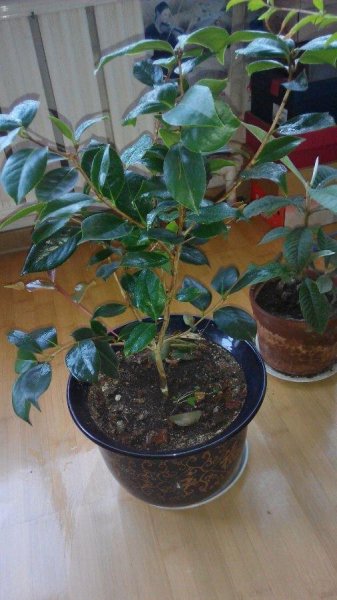 茶花盆栽怎么养