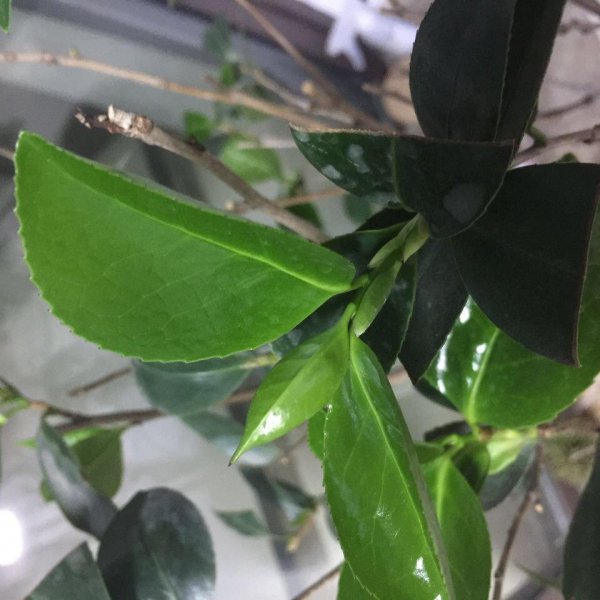 茶花盆栽怎么养