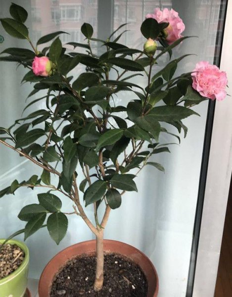 茶花盆栽怎么养