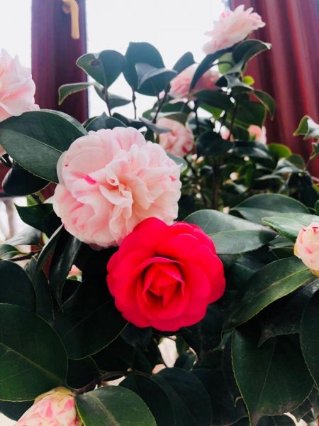 茶花盆栽怎么养