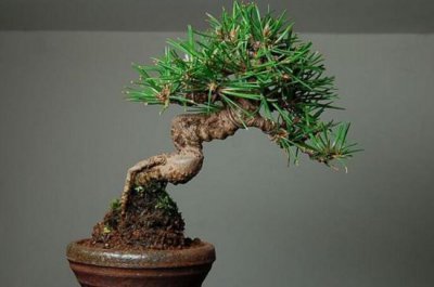 黑松盆景怎么浇水 黑松盆景的养护知识