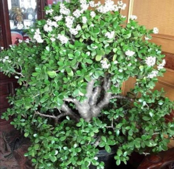 花卉玉树盆景怎么养