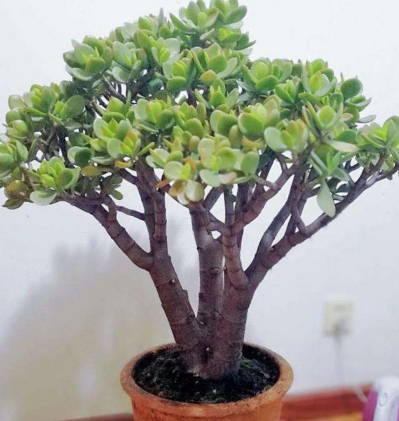 花卉玉树盆景怎么养