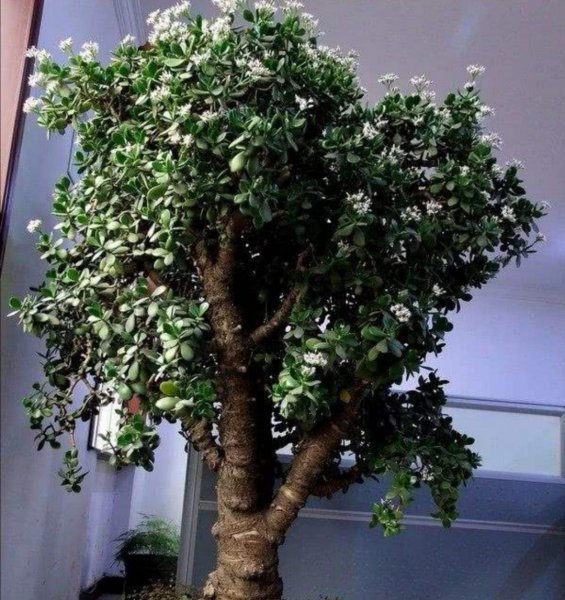 花卉玉树盆景怎么养