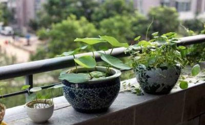 怎么种碗莲种子 盆栽碗莲的种植方法讲解
