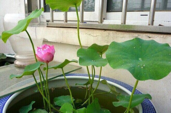 怎么种碗莲种子
