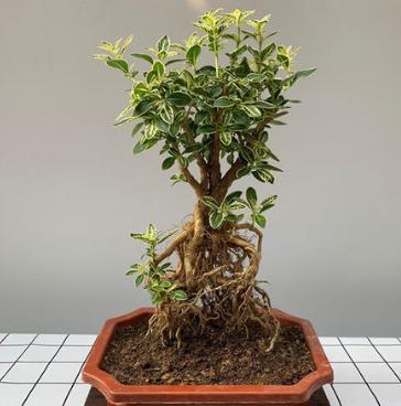 盆栽六月雪怎么养殖